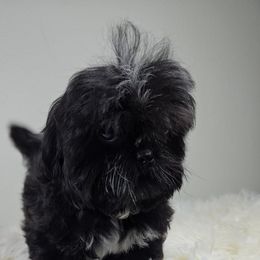Honey - Black male Shih Tzu puppy in Hialeah, Florida from Shih Tzu Miami