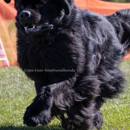 Newfoundlands from Cape Fear Newfoundlands