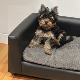Yorkshire Terrier Puppies from Yorkie Puppies Redwood Ranch Chicago