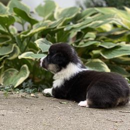Pembroke Welsh Corgi Puppies from A&A’s Adorable Corgis