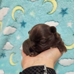 Solid chocolate, white markings boy - Chocolate male Chihuahua puppy in Richmond, Virginia from Breens