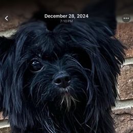 Henley - Yorkshire Terrier