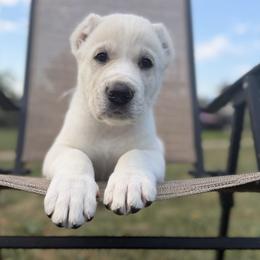 Cesar - White male Central Asian Shepherd Dog puppy in Island City, Oregon from Alabaivalley