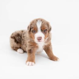 Australian Mountain Doodle Puppies from Brick House Farm Doodles