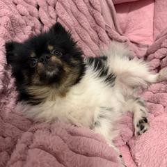 Pomeranian puppies from Luxury Poms
