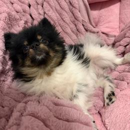 Pomeranian puppies from Luxury Poms
