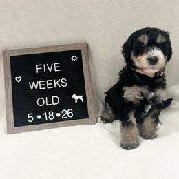 Dory - Tri-color female Bernedoodle puppy in Sparrows Point, Maryland from Rosie’s Puppies