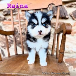 Raina - Wolf sable female Pomsky puppy in Campton Hills, Illinois from Urban Miracle’s