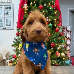 Dark Blue - Red  male Goldendoodle puppy in Bakersfield, California from Lavish Doodles