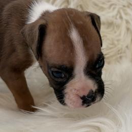 Milo - Fawn male Boxer puppy in Ocala, Florida from Bowers Boxers