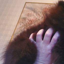 "Male : Diesel 16 Dec 2023" Pomeranian Puppies from Fancy Paws Pomeranian