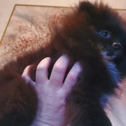"Male : Diesel 16 Dec 2023" Pomeranian Puppies from Fancy Paws Pomeranian