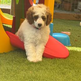 Stevie - Parti female Poodle puppy in Mount Vernon, Illinois from AMC Poodles
