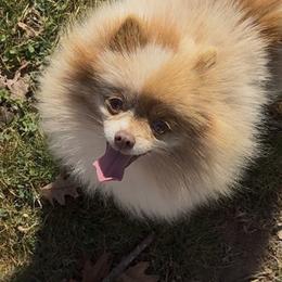 Makenna - Pomeranian