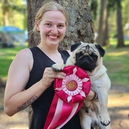 Porter - Pug