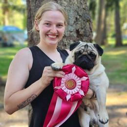 Porter - Pug