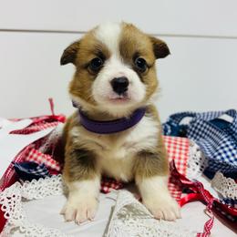 Purple Collar - Red female Pembroke Welsh Corgi puppy in Boaz, Alabama from Brumblow’s Kennel