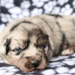 Confetti - Blue merle female Australian Shepherd puppy in Squaw Valley, California from A&M Australian Shepherds