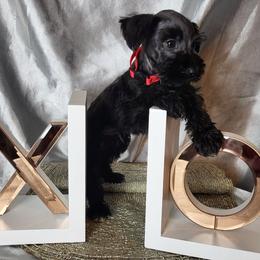 Cosmo (Red Collar) - Miniature Schnauzer puppy in Titusville, Florida from Alysha's Grandbabies