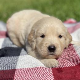 Golden Retriever Puppies from All shades Golden