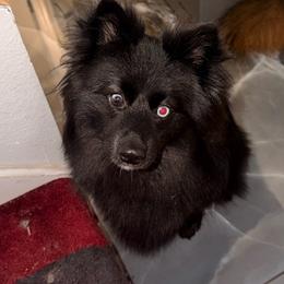 Bugatti - Pomsky