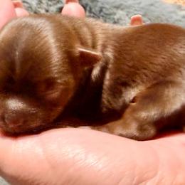Chocolate boy - Liver male Yorkshire Terrier puppy in Dallas, North Carolina from Yorkie Fever