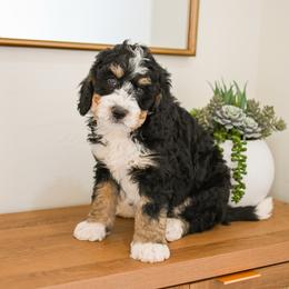 Canyon - Tri-color male Bernedoodle puppy in Tucson, Arizona from Sun Valley Goldendoodles