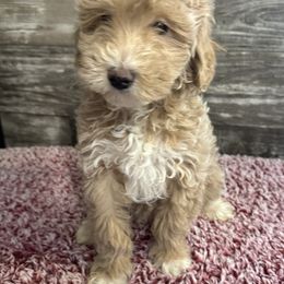 Tex - Apricot male Maltipoo puppy in Camden, Michigan from Pawfect Companions