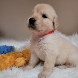 Boy 4 - male Golden Retriever puppy in Sparta, Tennessee from Poso Creek Corgis