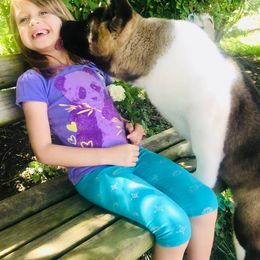 Akita Puppies from BleuMoon Akitas