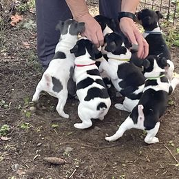 Rat Terrier Puppies from Jaynie Cavin