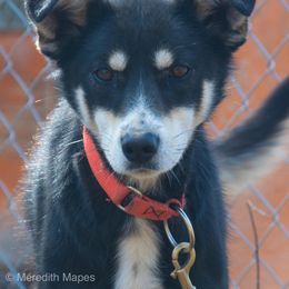 Alaskan Husky Puppies from Fun On The Run Kennel