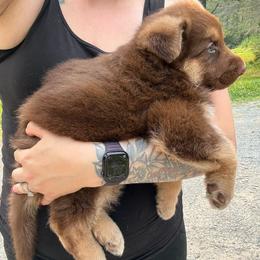 Liver and Tan Male - Liver male German Shepherd puppy in Tafton, Pennsylvania from Pocono GSD