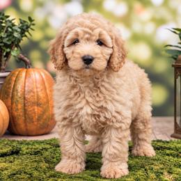 Carol (Captain Marvel) - Apricot female Poodle puppy in Lecanto, Florida from Lecanto Puppy