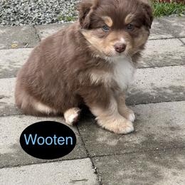 Australian Shepherd Puppies from CTR Farmstead