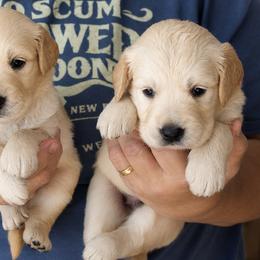 Kona Boy 4 - Golden male Golden Retriever puppy in Fort Morgan, Colorado from Golden Girls Kennels, LLC