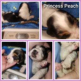 Princess Peach - Black brown and white female Basset Hound puppy in Mill Springs, North Carolina from Mountain View Basset Hounds