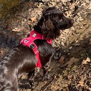 Boykin Spaniels from 4DAcres Boykin Spaniels