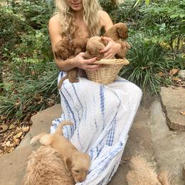 Goldendoodle Puppies from Hush Doodles