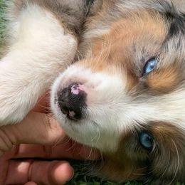 Girl 1 - Miniature American Shepherd puppy from Starry-Eyed Mini Aussies with Tails