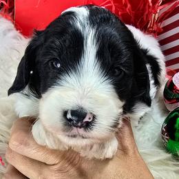 Stormy - Parti female Goldendoodle puppy in Eugene, Oregon from Oregon's Legendary Goldendoodles