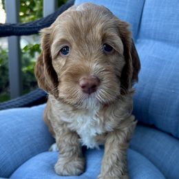 Mila - Caramel female Australian Labradoodle puppy in Roseville, California from Darby Park Doodles