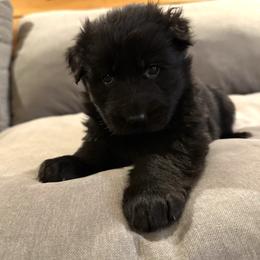 Hira - Black female German Shepherd puppy in Garland, Maine from Vom Schön Traumhund