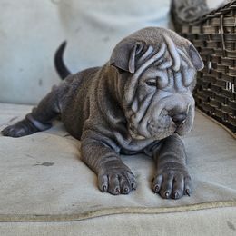 Shadow - Blue female Chinese Shar-Pei puppy in Bakersfield, California from Cashmerewrinkles