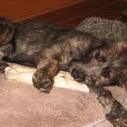 Lurcher and Saluki Puppies from Ashir Kennels