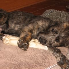 Lurcher and Saluki Puppies from Ashir Kennels