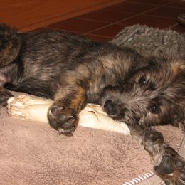 Lurcher and Saluki Puppies from Ashir Kennels