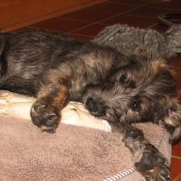 Lurcher and Saluki Puppies from Ashir Kennels