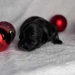 Blitzen - Brindle female Dachshund puppy in Kingman, Arizona from Diddle Bros Dachshunds
