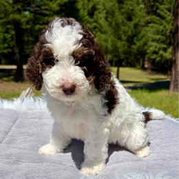 Olive green collar - Brown and white female Aussiedoodle puppy in Clarkston, Washington from Doodle & Poodle Palace